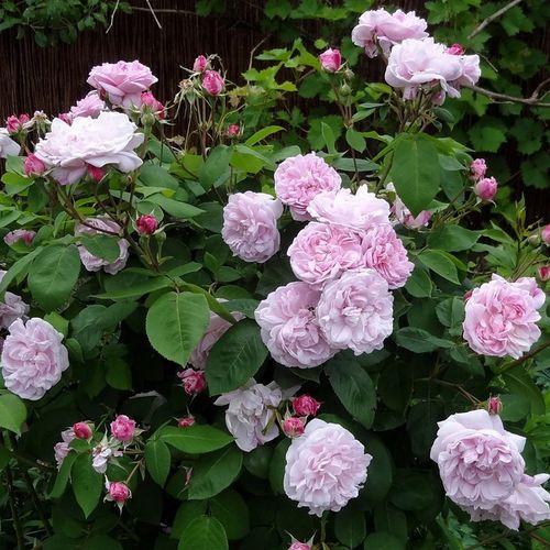 Roz deschis cu interior închis - Trandafir copac cu trunchi înalt - cu flori tip trandafiri englezești - coroană tufiș